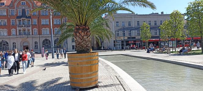 Palmy w Katowicach na Rynku