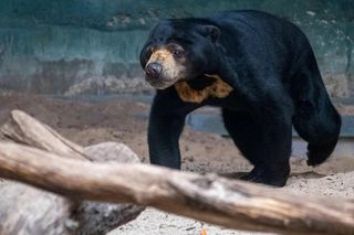 Nowa gwiazda w Orientarium Zoo Łódź. Do zwierząt dołączyła Gula, niedźwiedzica malajska!