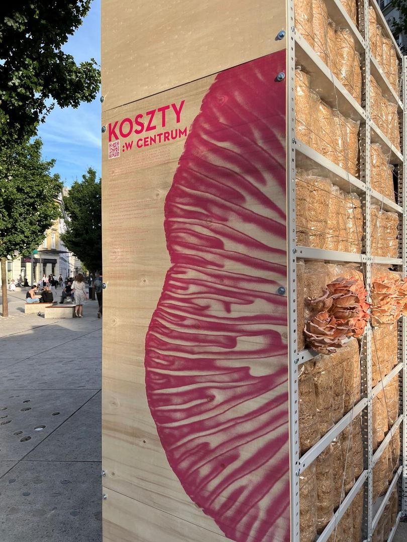 Koszty w mieście - różowe boczniaki na Placu Pięciu Rogów przyciągały dużą uwagę przechodniów