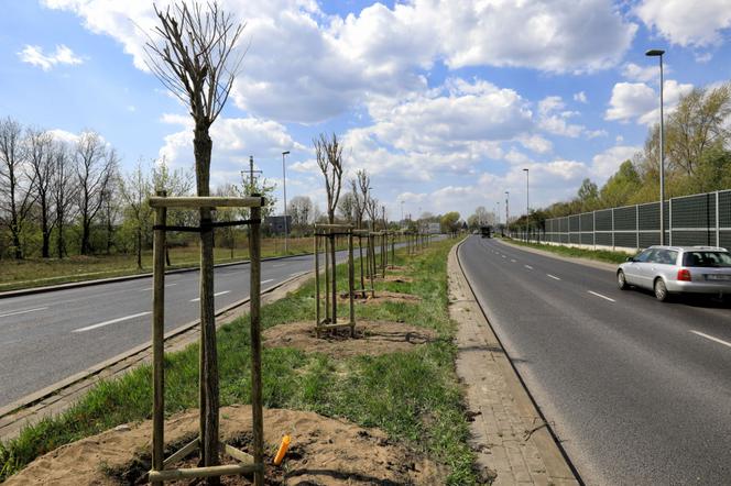 Prawie 300 nowych drzew w Toruniu. Posadzone zostały w 2020 roku