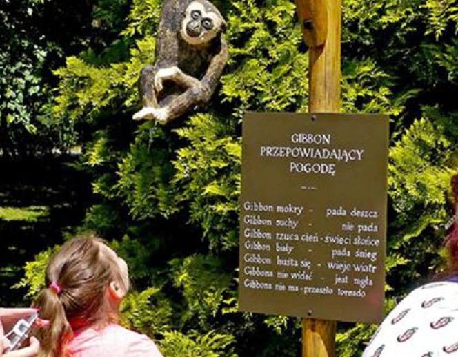 Gibbon pogodynka? W zamojskim zoo zwierzak przepowiada pogodę
