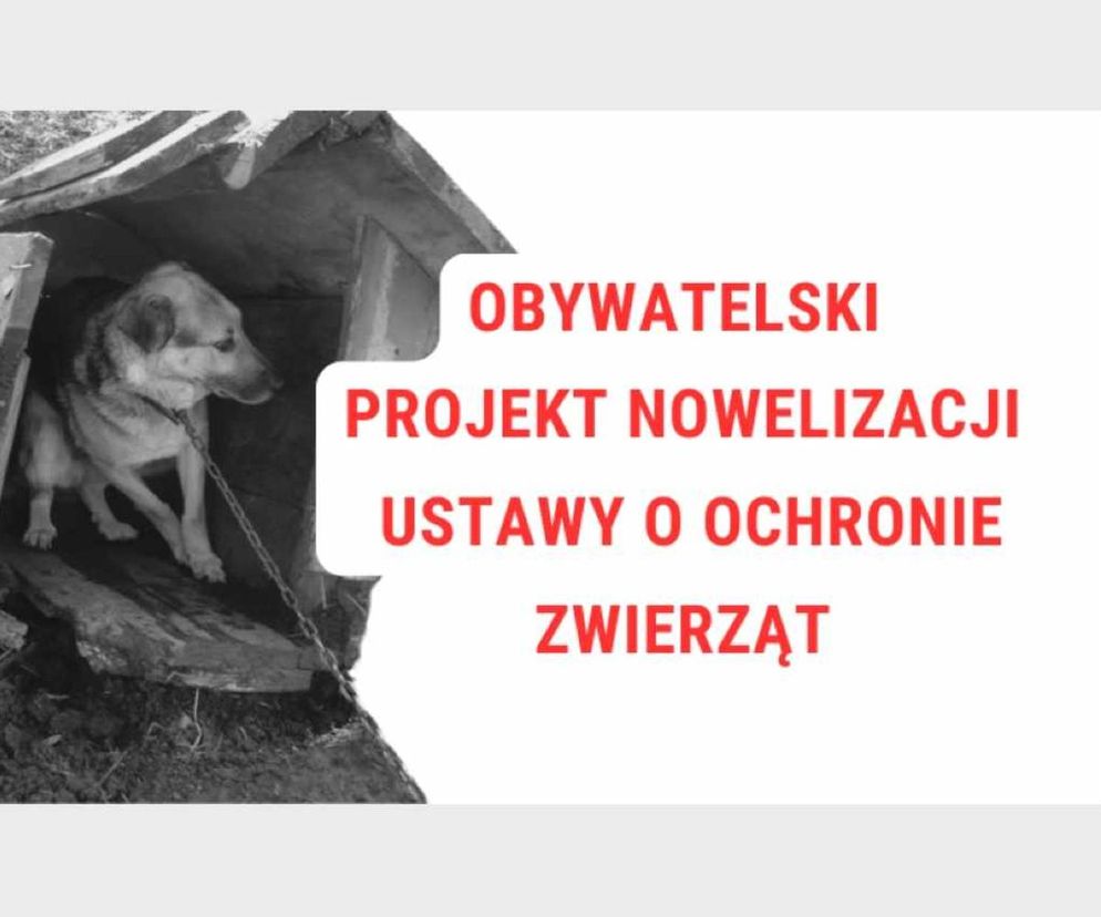 Nowelizacja ustawy o ochronie zwierząt – wesprzyj inicjatywę! 