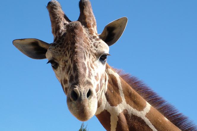 W zoo powstanie m.in. nowy wybieg dla żyraf