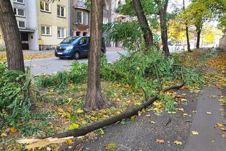 Dolnośląskie. Paraliż kolei i komunikacji miejskiej przez wichurę! Sprawdź, jakie są utrudnienia