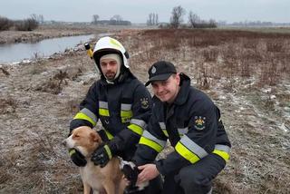 Lód zarwał się pod psami! Jeden nie żyje. Dramat niedaleko Koła