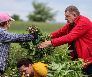 Królewskie kwiaty z Brzozia podbijają świat 