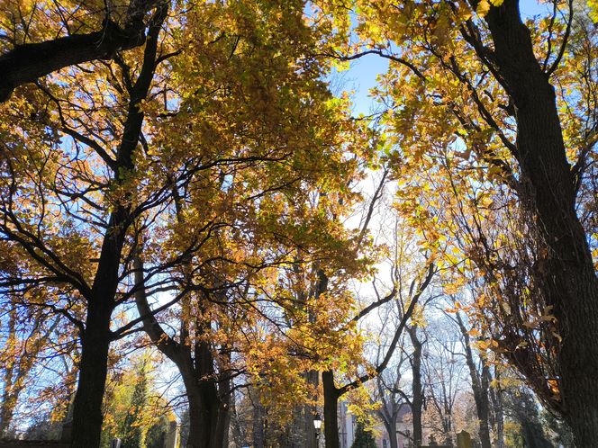 Słoneczna pogoda sprzyjała. 32. Kwesta Na Odnowę Zabytków Starego Cmentarza w Tarnowie