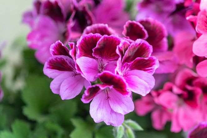 Pelargonie