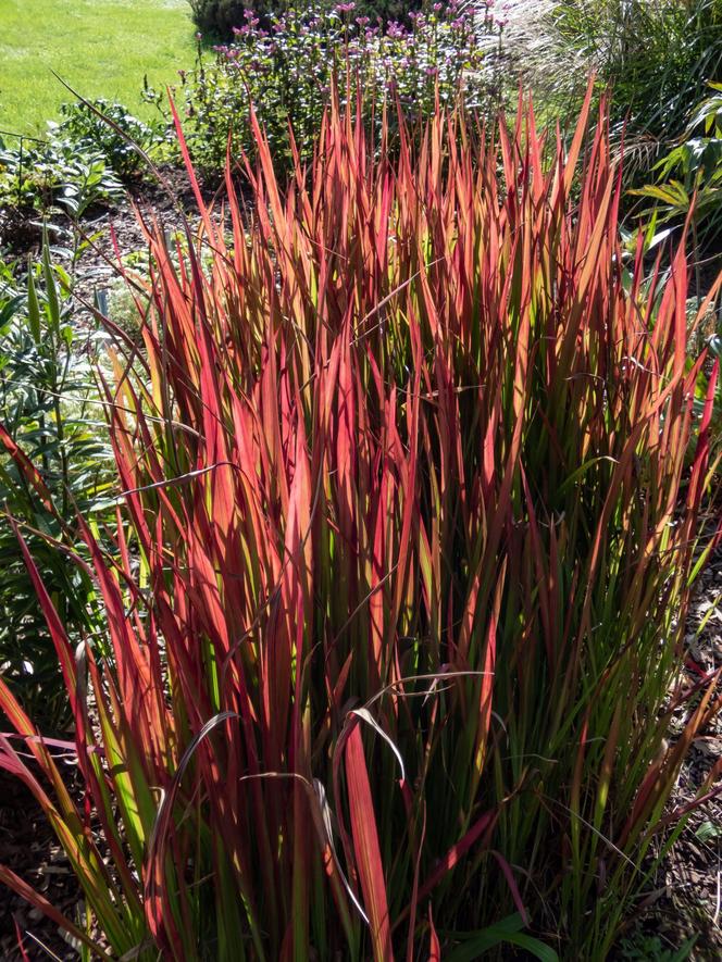 Imperata cylindryczna 'Red Baron'