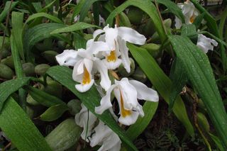 Storczyki - Ogród Botaniczny w UJ w Krakowie