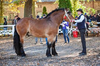 Takt zniknął ze stajni. Właściciel załamany