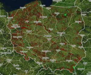 Mapa wycinki lasów 2025 - woj. zachodniopomorskie