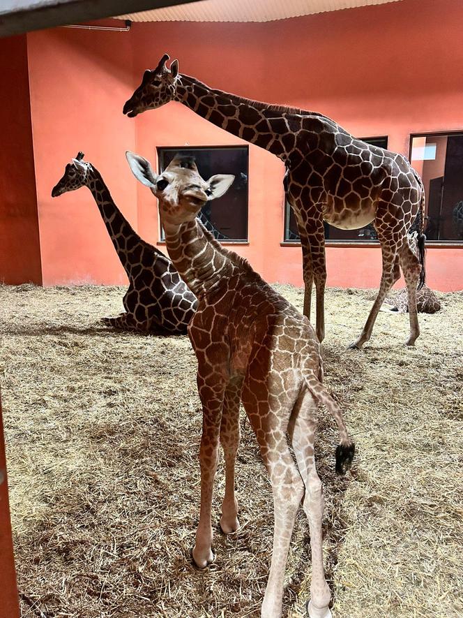 Żyrafa Lilo urodzona w chorzowskim zoo