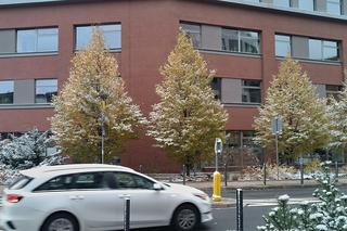 Pierwszy śnieg we Wrocławiu. Czy zima zaskoczyła kierowców? [ZDJĘCIA]