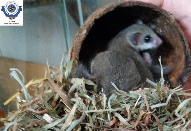 Dramatyczna interwencja w sklepie zoologicznym na Śląsku. Zwierzęta przetrzymywane w skandalicznych warunkach