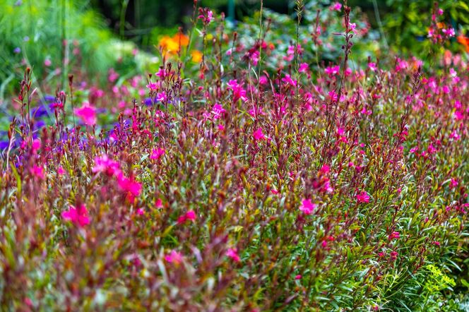 Gaura Lindheimera