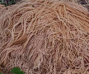 200 kilogramów ugotowanego spaghetti pośrodku lasu. Mieszkańcy okolic w szoku!