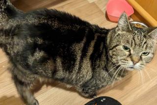 Uratował koty z pożaru, sam walczy o życie 