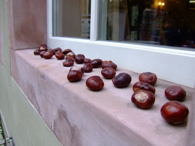 Kasztany