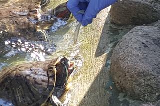 Światowy Dzień Żółwia