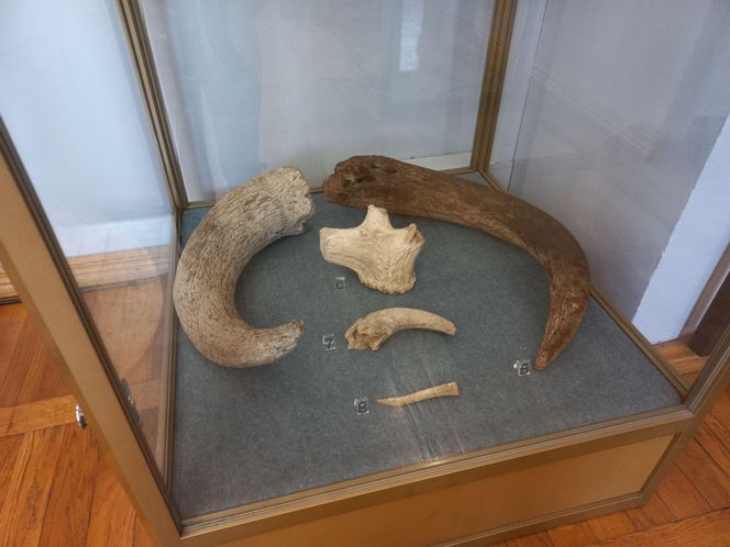 "W poszukiwaniu początków Leszna". Nowa wystawa w muzeum w Lesznie