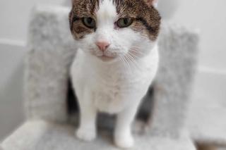 Yoko i Dionizy czekają na dom w COZ w Grudziądzu