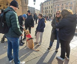 33. Finał WOŚP z grupą krakowskich Golden Retrieverów