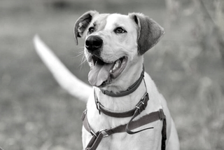 Pierwsza od lat eutanazja zdrowego psa. Czy Benito musiał odejść?