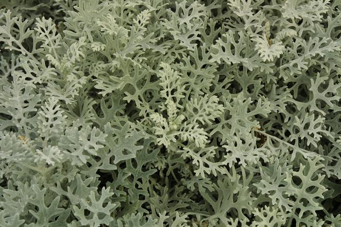 Starzec popielny - Senecio cineraria
