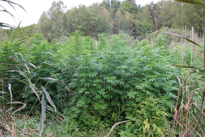 Ogromna plantacja marihuany w regionie! Policjanci zabezpieczyli ponad 430 krzewów [ZDJĘCIA]