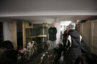 Korczowa. Weterynarze uratowali 11 dogów niemieckich: Psy są wystraszone, dawno nie jadły [WIDEO, GALERIA]
