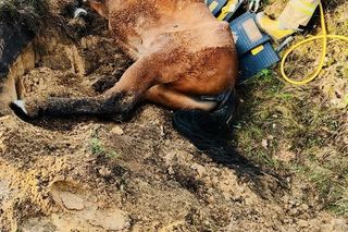 Rumak przewrócił się i nie potrafił wstać. Trzeba było go wyciągać z rowu