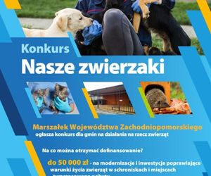Gminy mogą pozyskać pieniądze na pomoc bezdomnym zwierzętom