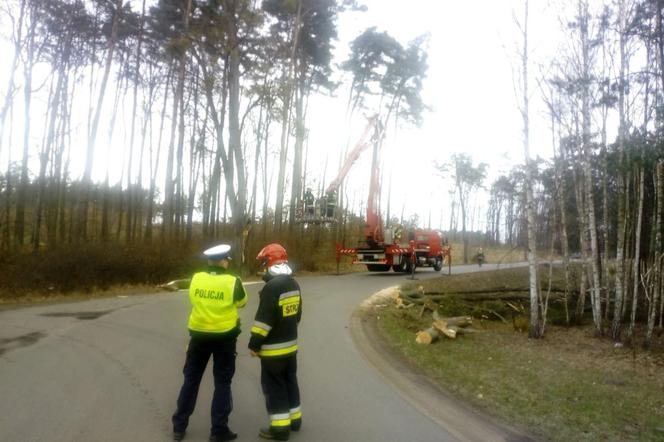 Konar drzewa spadł na ciężarówkę