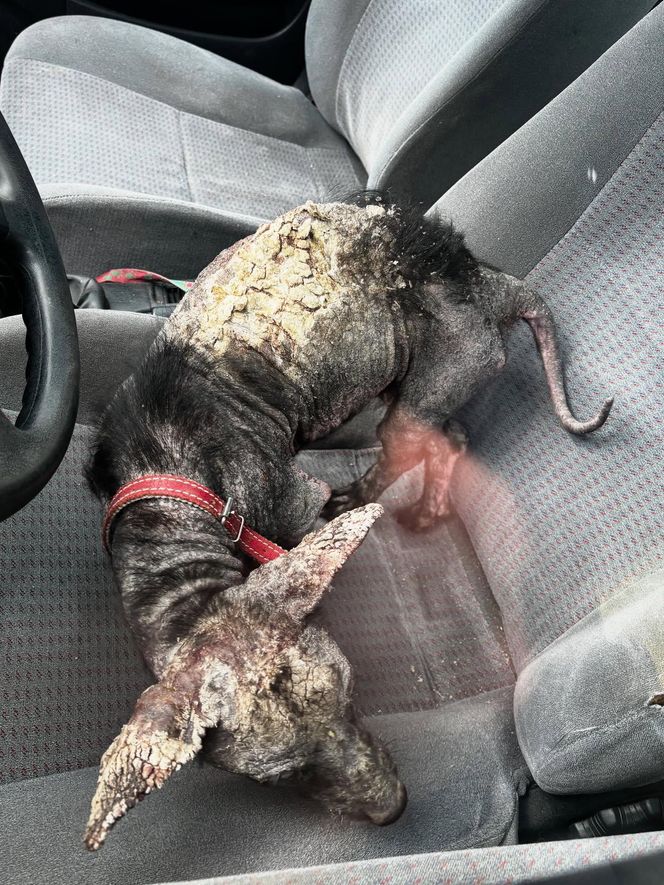 Studentka prawa nie pomogła psu