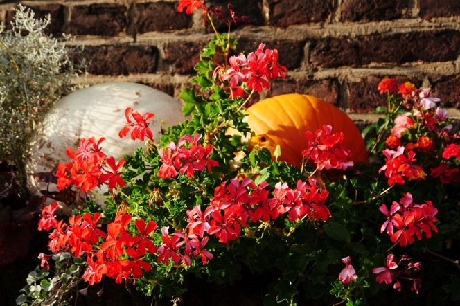 Zimowanie pelargonii