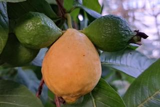 W Bydgoszczy rosną cytryny, banany, pomarańcze i palmy. I to w środku zimy!