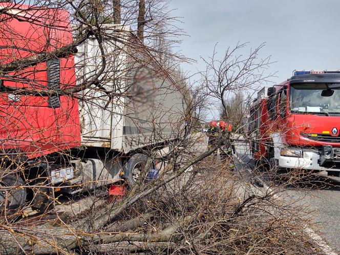 Nowy Sącz. Ciężarówka uderzyła w drzewo i zwaliła je na prywatną posesję. Jedna osoba poszkodowana