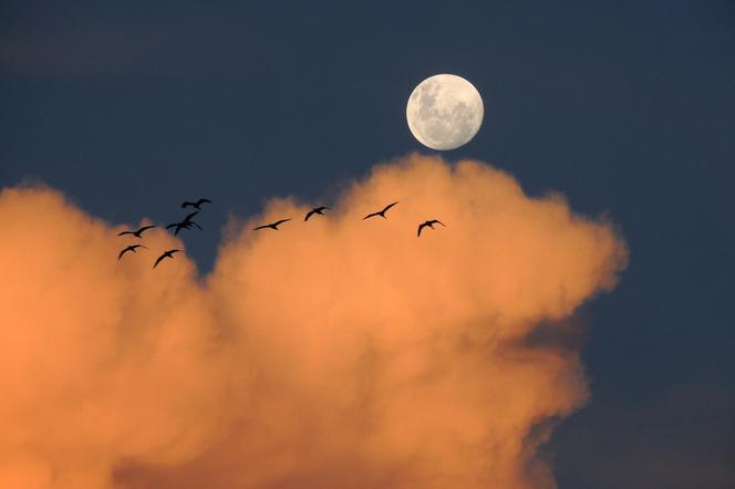 Różowy Księżyc rozświetli niebo nad Bełchatowem! Dziś naprawdę warto spojrzeć w górę! 