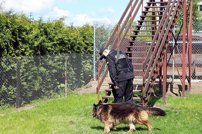 Psy patrolują, ścigają, zatrzymują – rasowi gliniarze