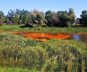 Zanieczyszczone Jezioro Słoneczne w Szczecinie