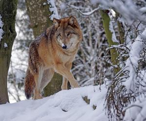 Mieszkańcy zobaczyli pod Iławą wilki i zjedzoną sarnę. Boją się o zwierzęta i dzieci