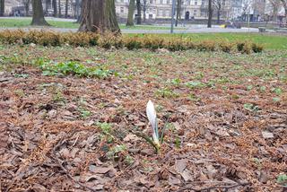 W parku na Pl. Kościuszki przygotowania do nowego sezonu