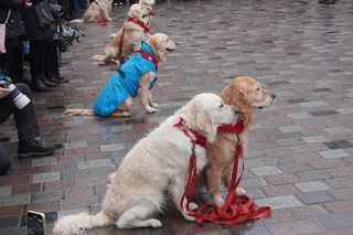 Golden Retriever WOŚP w Poznaniu