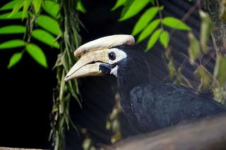 Wyjątkowe narodziny we wrocławskim zoo! Dzioborożce palawiańskie wyglądają jak z innej planety! [ZDJĘCIA, AUDIO]