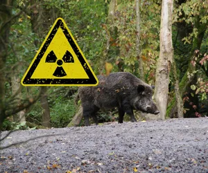 W europejskich lasach żyją radioaktywne dziki? 