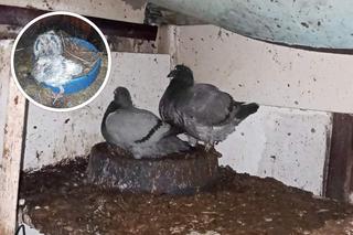 Gołębie brodziły w odchodach, przez dwa lata nie opuszczały klatek. Podczas interwencji właściciel chciał je zjeść