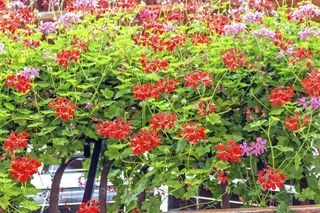 Pelargonia bluszczolistna – jak zadbać o pelargonie bluszczolistne na balkonie i tarasie?