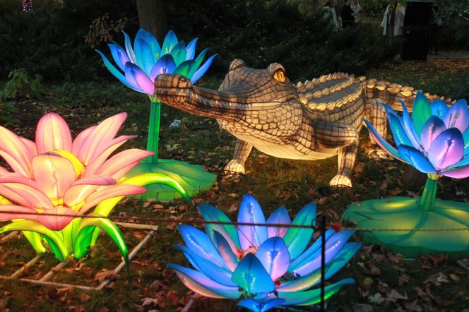 "Garden of Lights" ponownie rozświetlił wrocławskie zoo