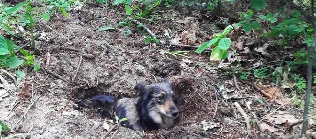 Mężczyzna, który zakopał psa żywcem usłyszał zarzuty